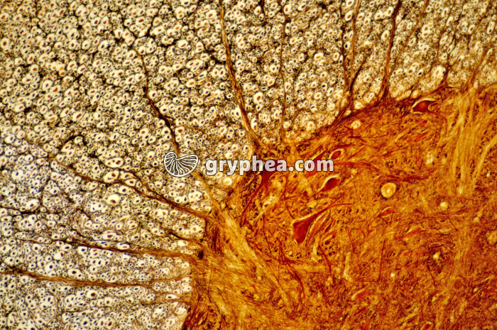 Moelle épinière x40 - gryphea.com